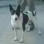 black and white bull terrier cross