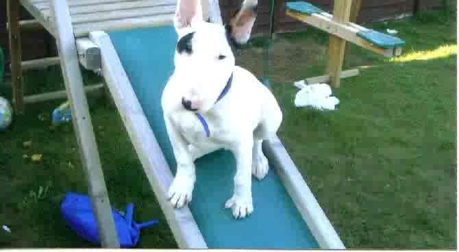 white bullie boy with black eye patch and black ear
