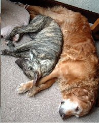 KC and Chester -golden retriever