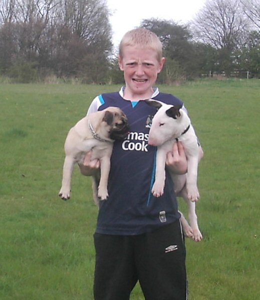 Mitchell, bull terrier puppy