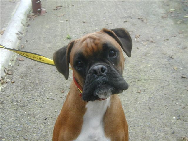 boxer