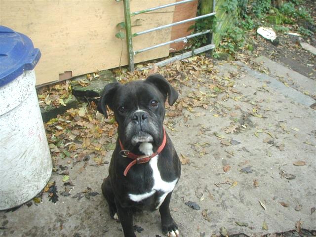 Bruno