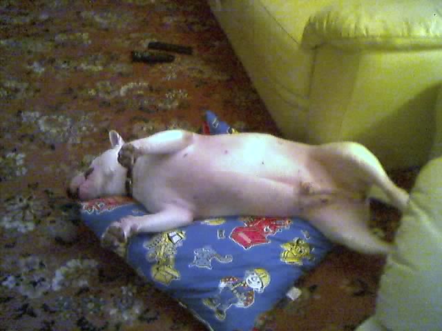 jake
