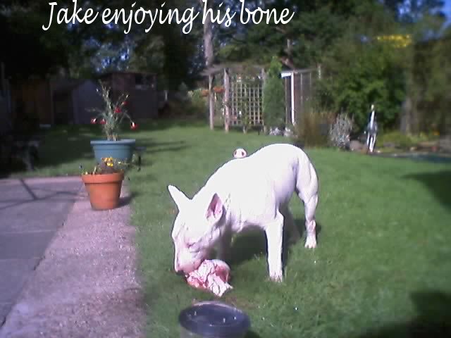 Jake and bone