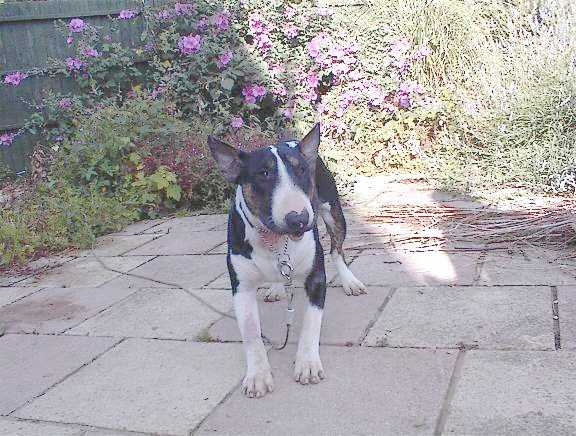 Buddy in the garden
