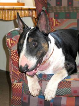 Buddy on his seat
