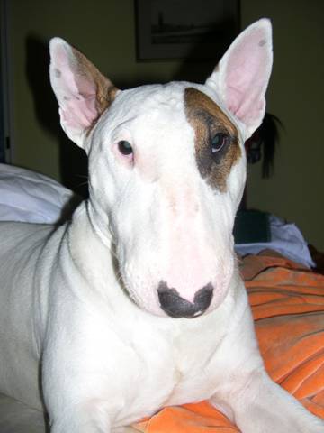 Beautiful Sophie