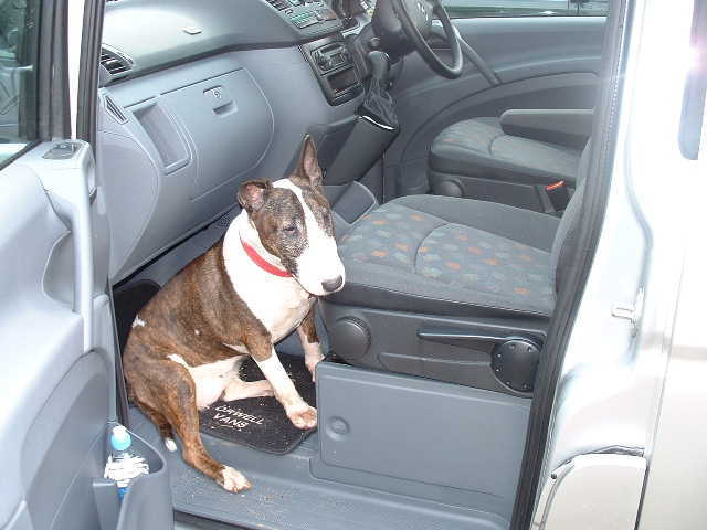 Belle in the Land Rover