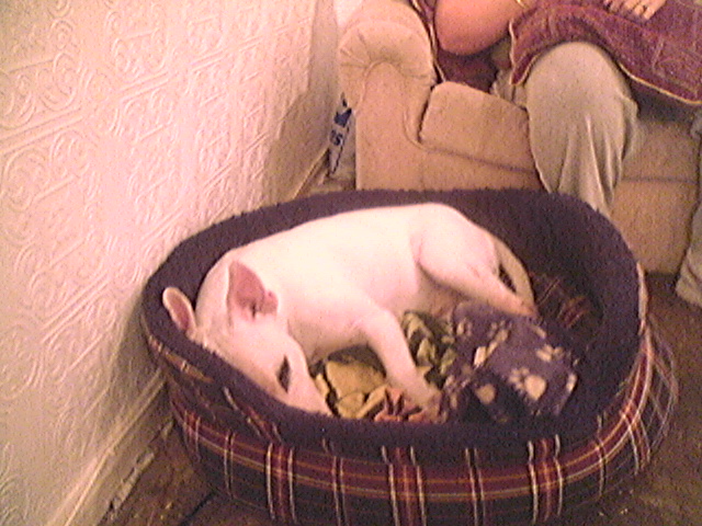 Troy in bed