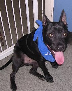 Diesel - handsome Staffie