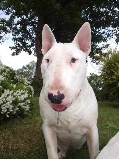archie