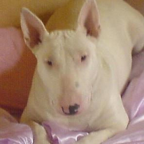 molly