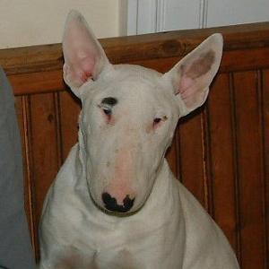 piggle