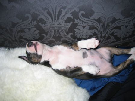 brindle & white bull terrier puppy