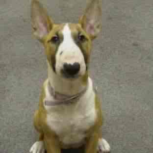 tri coloured bull terrier bitch puppy