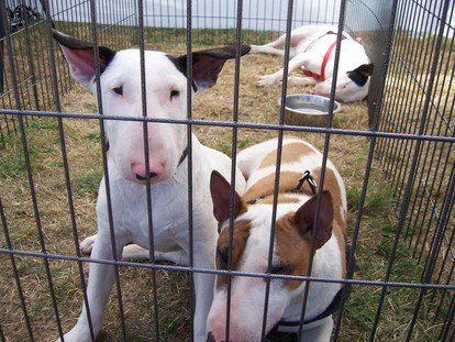 mitch with his 2 bullie friends